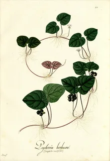 Ilustración botánica de Psychotria carthaginensis