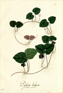Ilustración de Chacruna