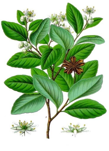 Ilustración botánica de Quillaja saponaria