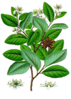 Ilustración botánica de Quillay