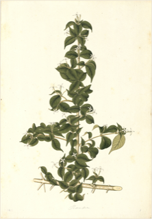 Ilustración botánica de Cruceta