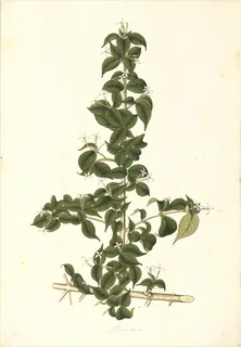 Ilustración botánica de Cruceta