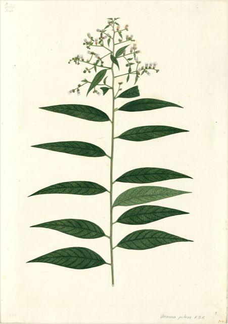 Ilustración botánica de Rauvolfia tetraphylla
