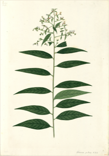 Ilustración botánica de Chalche