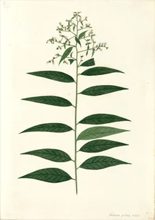 Ilustración botánica de Chalche