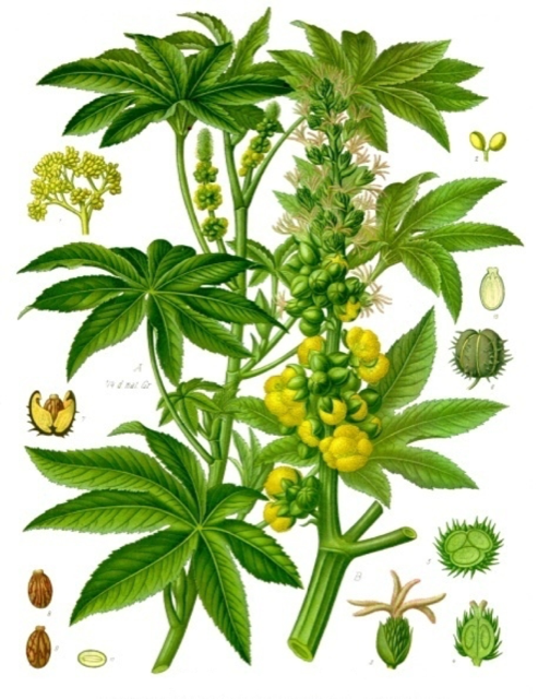 Ilustración botánica de Ricinus communis
