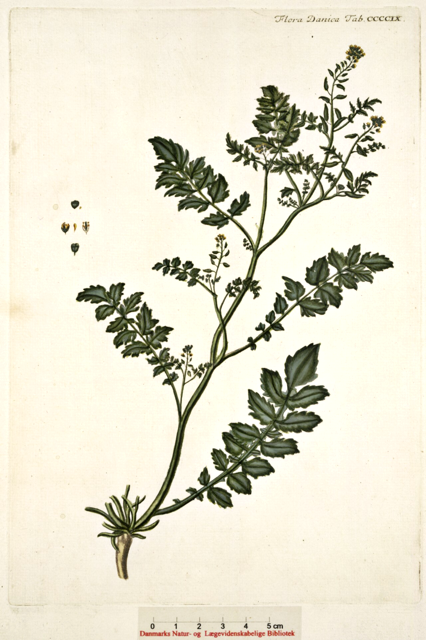 Ilustración botánica de Rorippa islandica