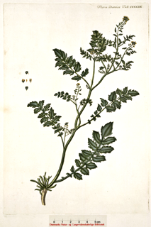 Rorippa