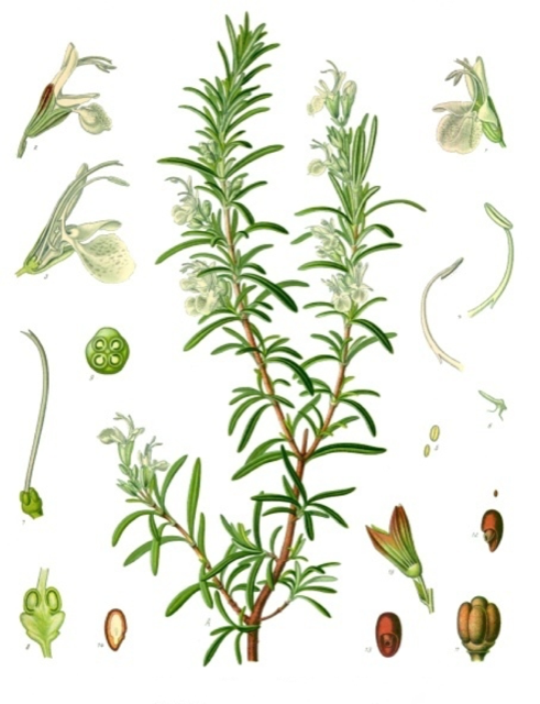 Ilustración botánica de Rosmarinus officinalis