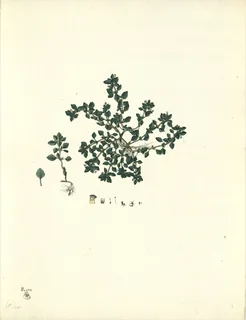 Ilustración botánica de Rubus roseus