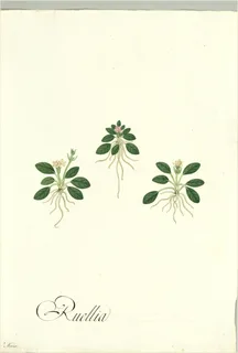 Ilustración botánica de Ruellia geminiflora