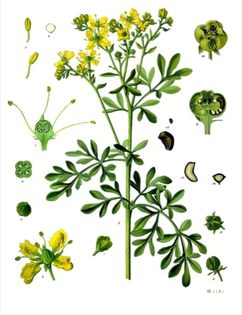 Ilustración botánica de Ruta graveolens
