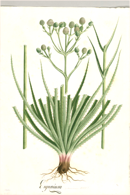 Ilustración botánica de Eryngium foetidum