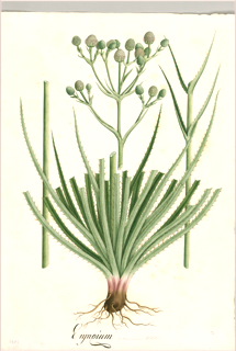 Ilustración botánica de Sachaculantro
