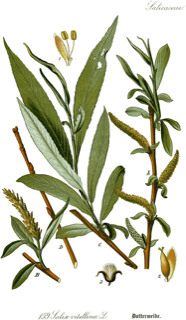 Ilustración botánica de Salix alba