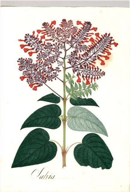 Ilustración botánica de Salvia divinorum