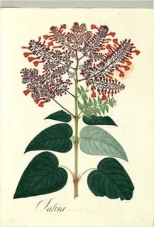 Ilustración de Ska pastora