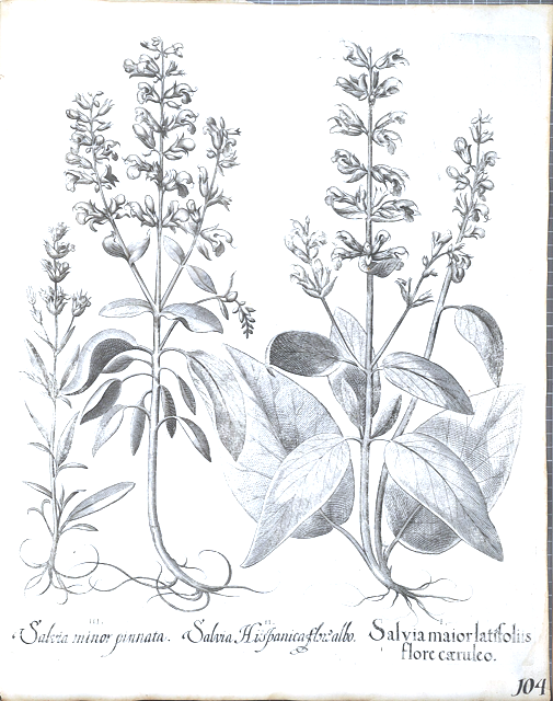 Ilustración botánica de Salvia hispanica
