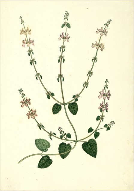Ilustración botánica de Salvia officinalis