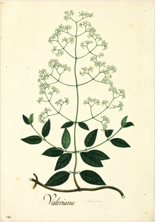 Ilustración botánica de Sambucus canadensis