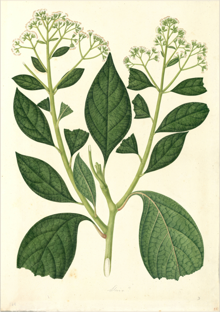 Ilustración botánica de Sambucus mexicana