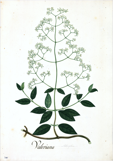 Ilustración botánica de Sambucus nigra subsp. canadensis