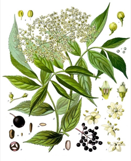 Sambucus