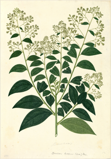 Ilustración botánica de Saúco andino