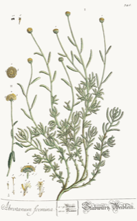 Ilustración botánica de Santolina chamaecyparissus