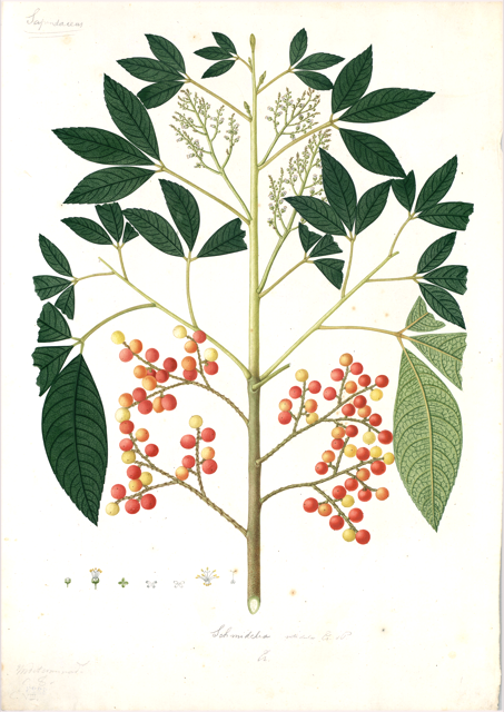 Ilustración botánica de Sapindus saponaria