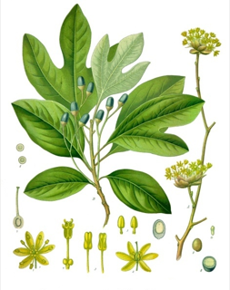 Sassafras