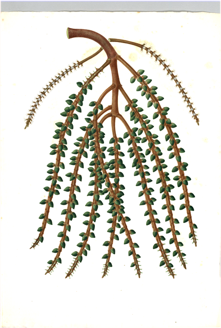 Ilustración botánica de Schinus terebinthifolia