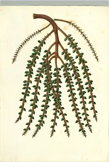 Ilustración botánica de Pimentero brasileño