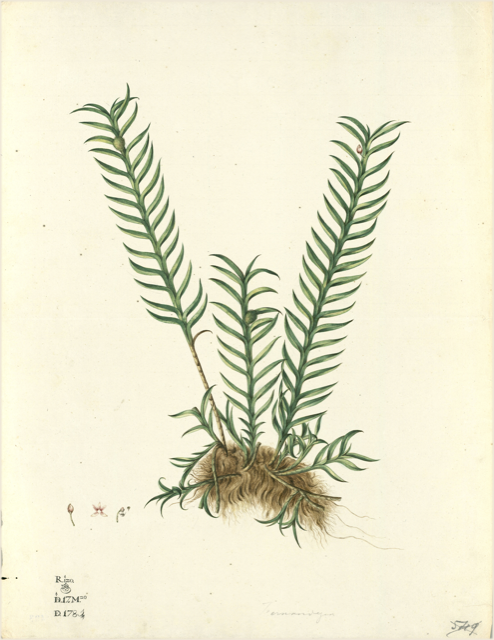 Ilustración botánica de Selaginella lepidophylla
