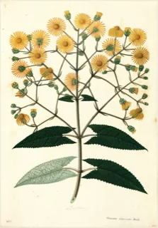 Ilustración botánica de Vira vira