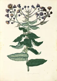 Ilustración botánica de Chachacoma