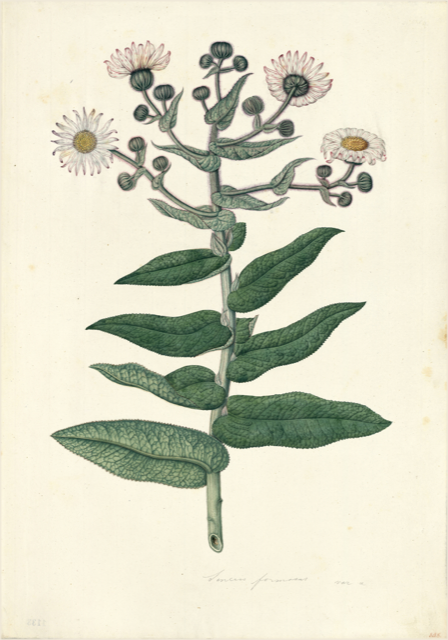 Ilustración botánica de Senecio tephrosioides