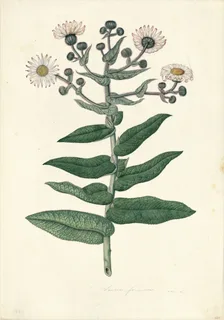 Ilustración botánica de Huamanripa