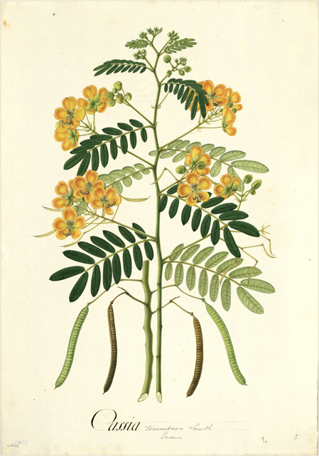 Ilustración botánica de Senna alexandrina