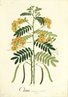 Ilustración botánica de Sen