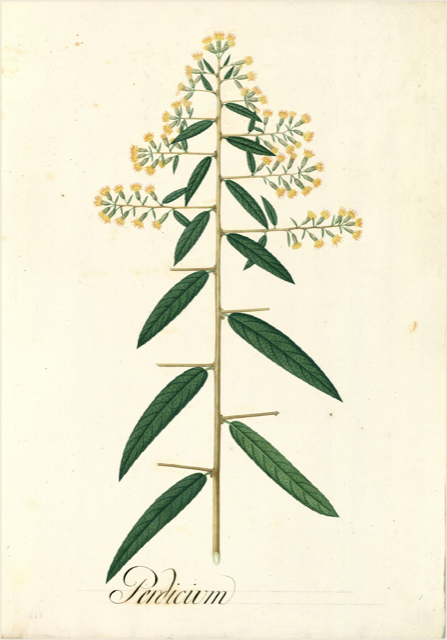 Ilustración botánica de Senna reticulata