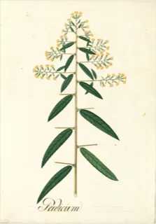 Ilustración botánica de Retama