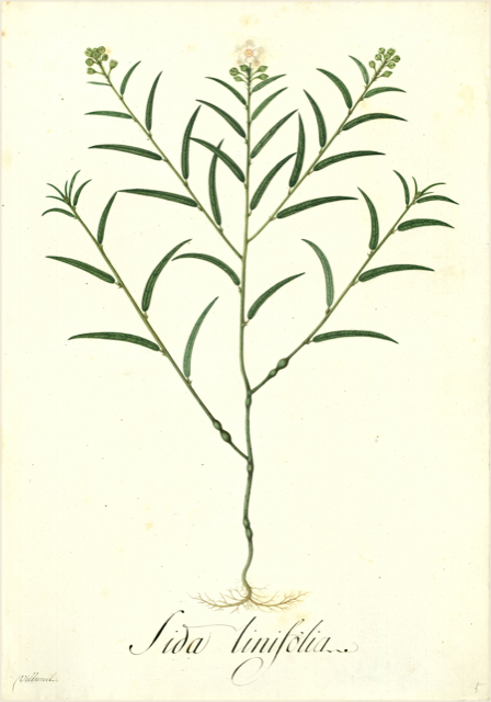 Ilustración botánica de Sida rhombifolia