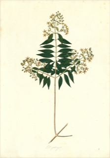 Ilustración botánica de Marupa