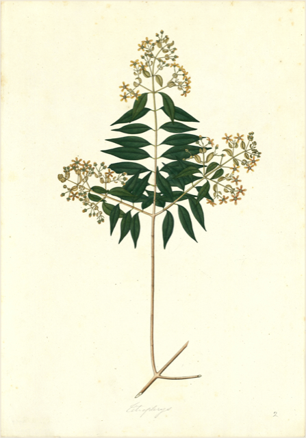 Ilustración botánica de Simarouba glauca