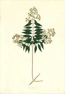 Ilustración de Aceituno