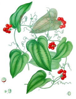 Ilustración botánica de Zarzaparrilla