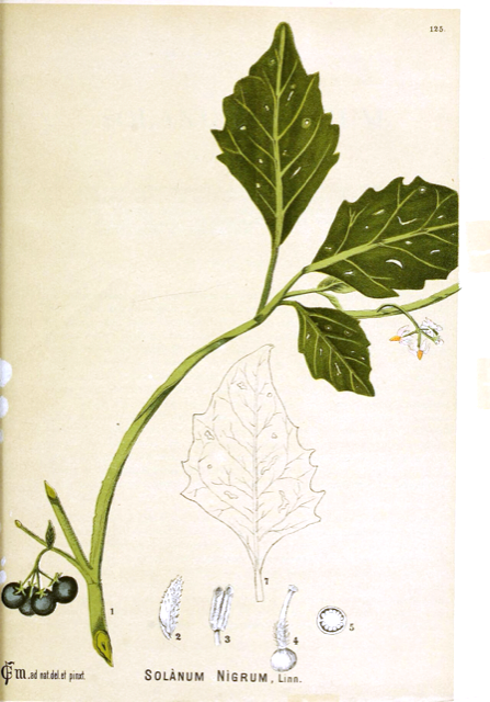 Ilustración botánica de Solanum americanum