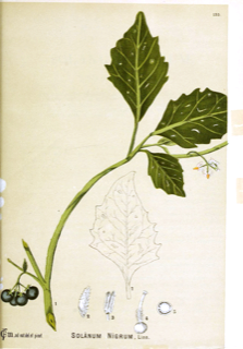 Ilustración botánica de Hierba mora