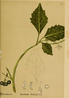 Ilustración botánica de Hierba mora